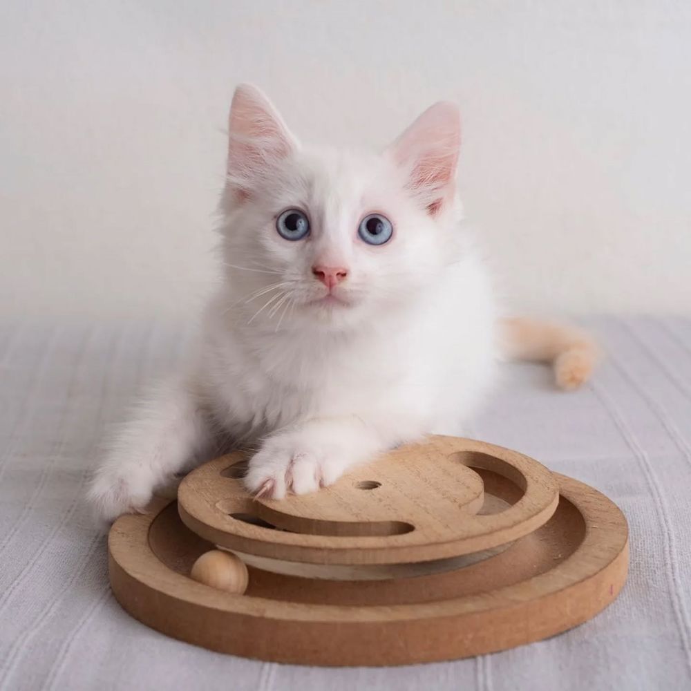   ✨️ SPICY ✨️ 🐱 