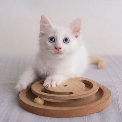 ✨️ SPICY ✨️ 🐱 210 91450 Étiolles