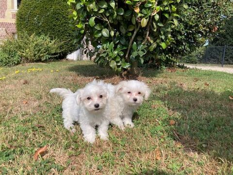 chiot bichon maltais 76110 Grainville-ymauville