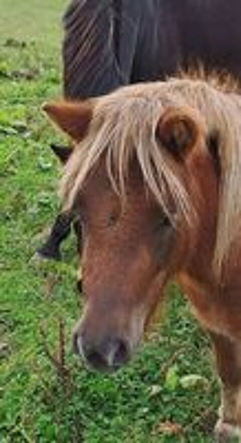   tr�s belle ponette shetland de 3 ans 