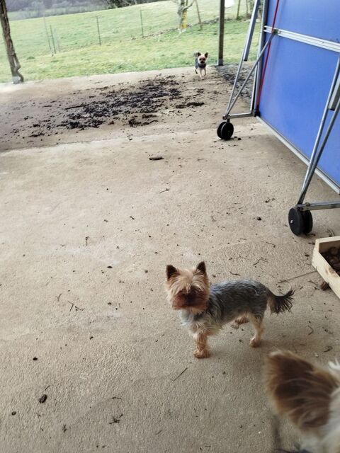 Adorable petite chienne Yorkshire  1000 15250 Crandelles