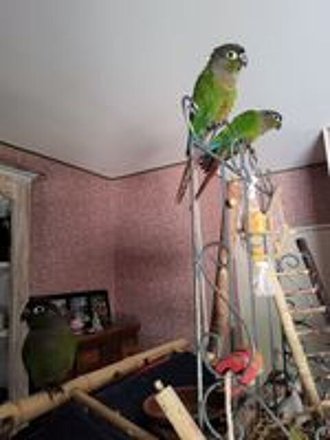   Conures molinae males de mois Eleves main 