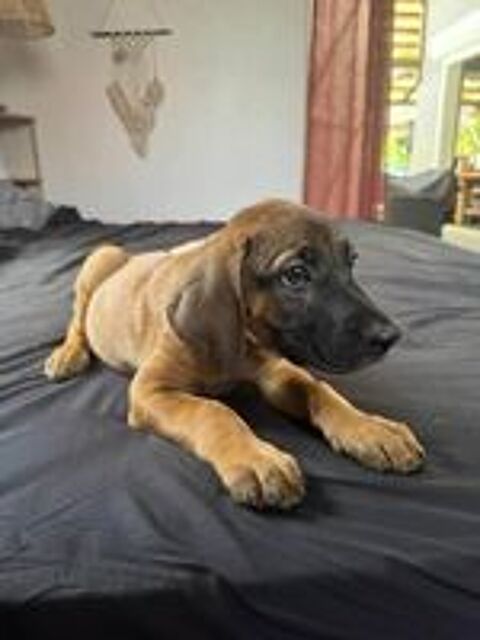   Banjo, un amour de toutou 