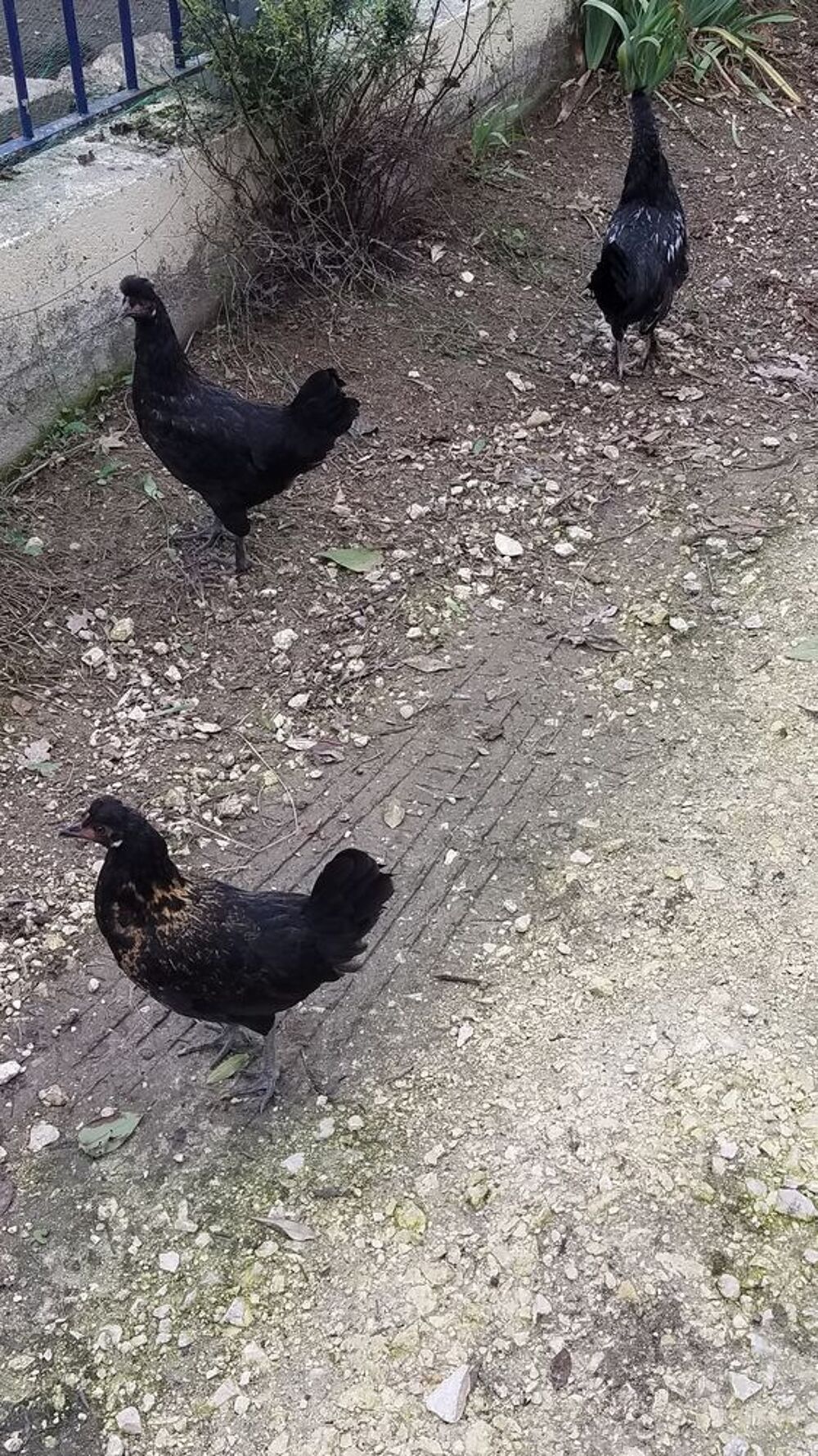   Mini poules 