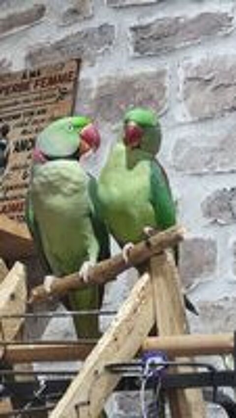   Couple Grand Alexandre EAM 
