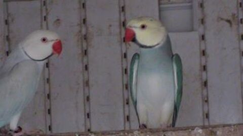 perruches a collier diff&eacute;rentes mutations 70 01000 Saint-denis-l�s-bourg