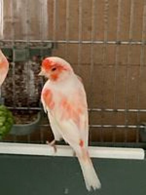   Canaris (couple) 