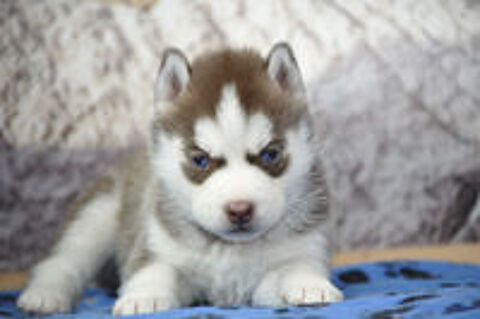   Superbes chiots Husky de Sibérie LOF 