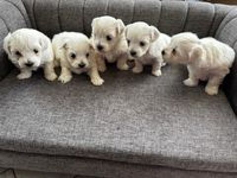   Vends chiots Bichon Maltais 