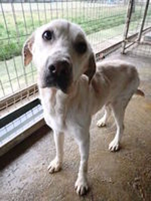   Derry à l'adoption 