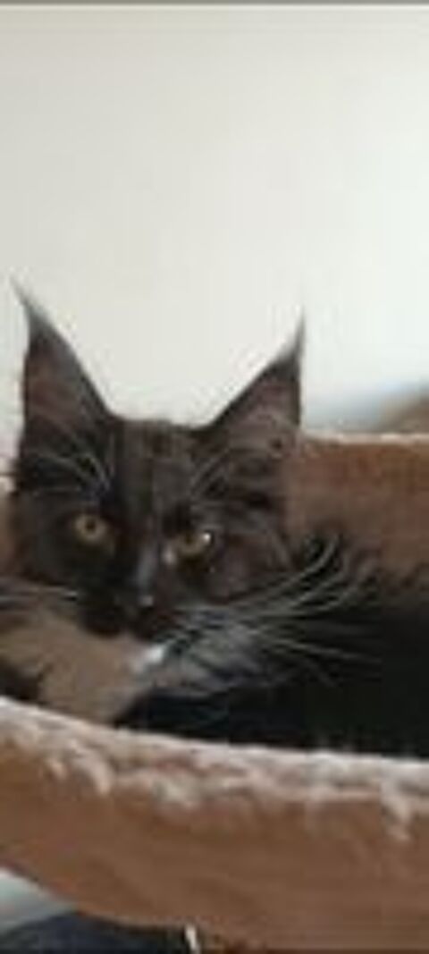   Maine coon  femelle loof 