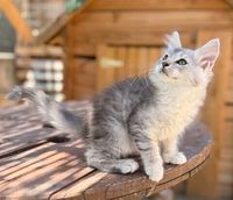   Maine Coon chaton LOOF 