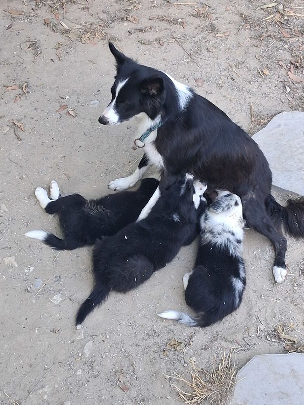   Border collie  femelles  