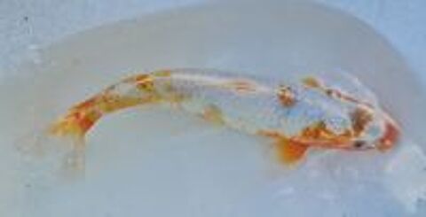   Carpes Koï  
