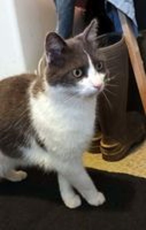   BELZEBUTH, magnifique chat gris et blanc à adopter via l'association UMA  