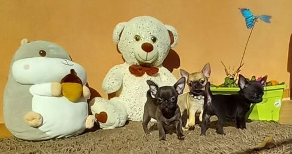   Bbs Chihuahuas trop Beau Mini Toys 