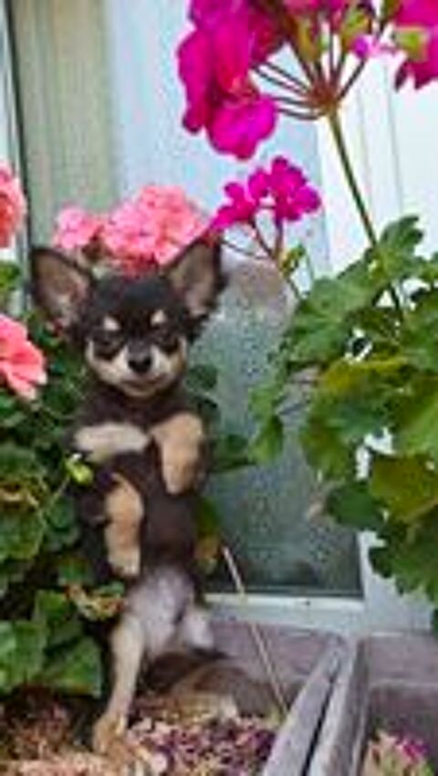   Mini chiots chihuahuas LOFS  