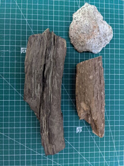 3 fossile 2 branches d'arbre bois fossilis avec mousse + hu 15 Marseille 13 (13)