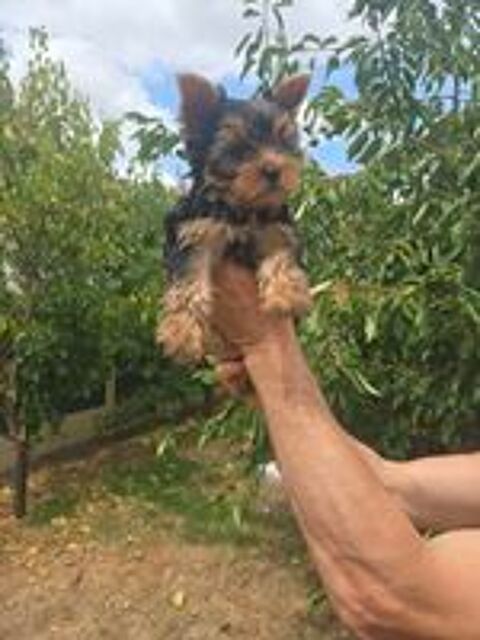   YORSHIRE TERRIER 