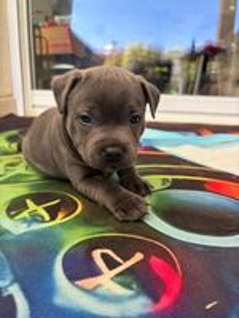   Staffordshire bull terrier bleu 