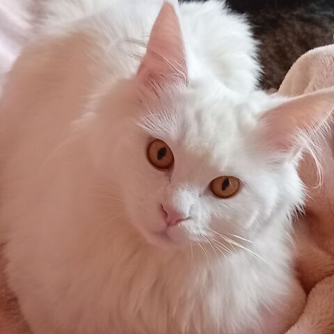 Saillie 0 06500 Menton