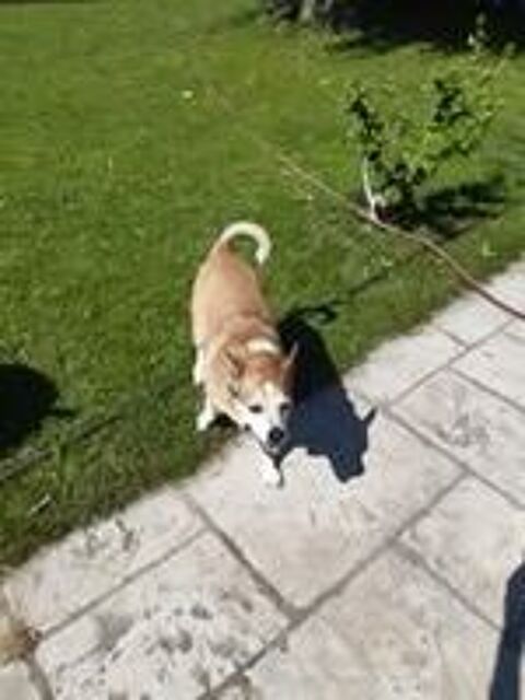   Chien JAZZY à l adoption 