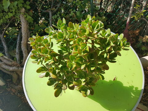 PLANTES GRASSES et CACTUS 0 Nice (06)