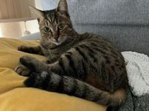   Snape, m�le type Europ�en n� en 2021 