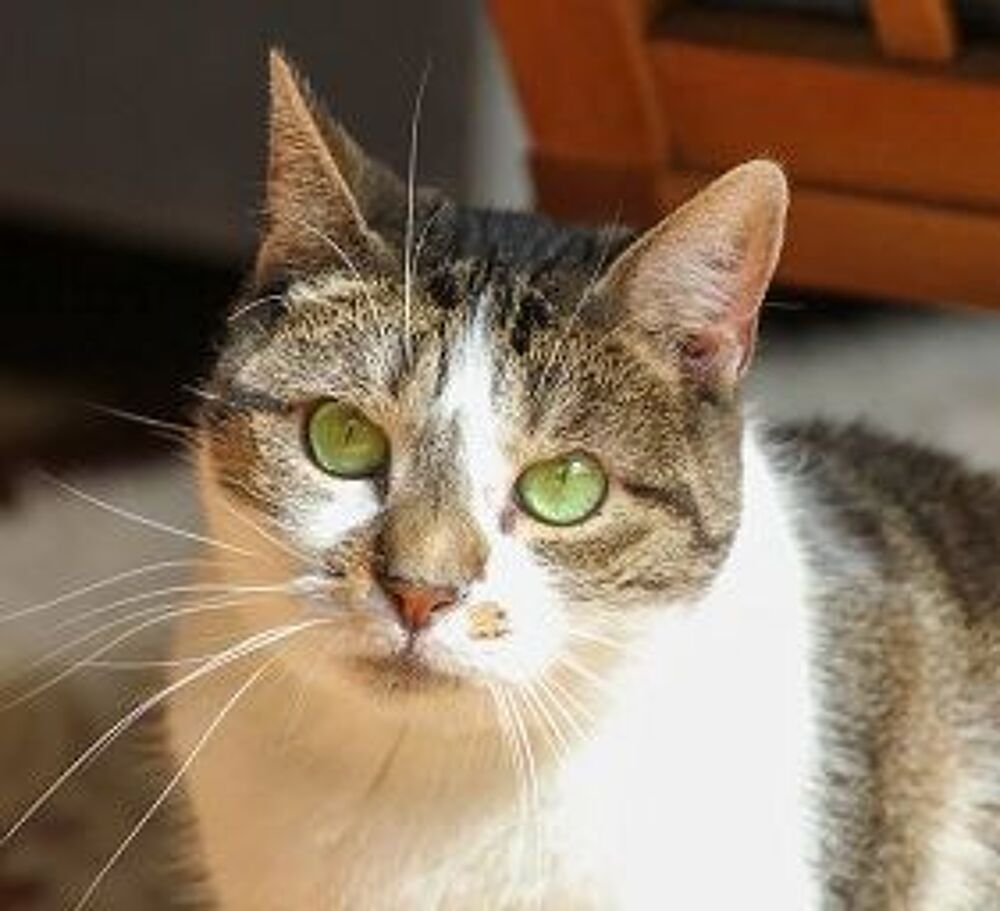   AZALEE FEMELLE TIGRE BLANC 9 ANS 