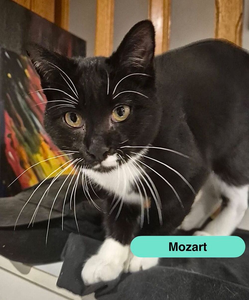   Mozart, chat noir et blanc à adopter 