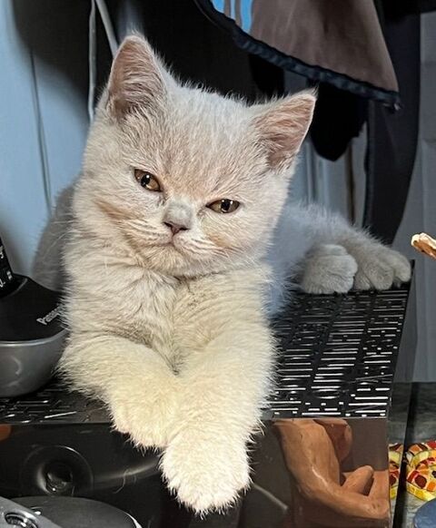 Magnifiques chatons British Shorthair 1500 75018 Paris