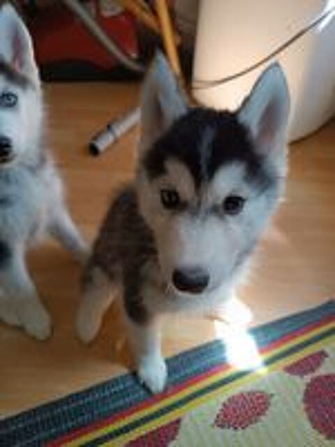   Chiot husky de Sibérie  