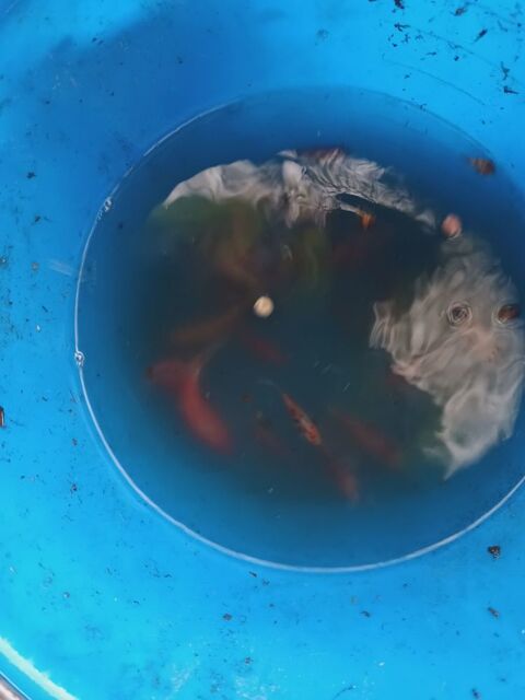 Jeunes poisson rouge et gris  de bassin 2 29410 Saint-th�gonnec