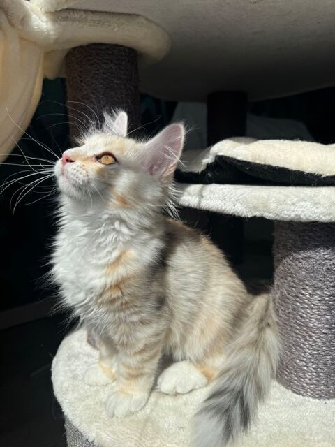 Superbe chatons siberien LOOF hypoallergenique 1000 33300 Bordeaux