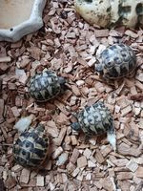   Tortues GRECQUES nées pendant l'été 2025 