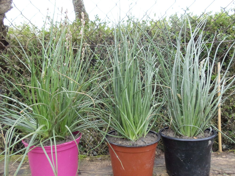 
Asphodele fistuleux
Jardin