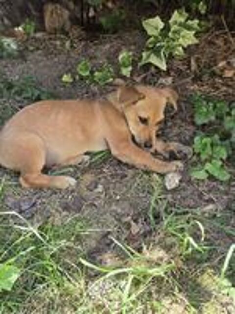   Kiwi à l'adoption  