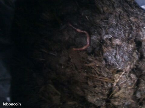 fumier de cheval 6 Marly (59)