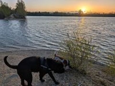   Cane Corso et Epagneul Breton mix beagle 6ans 