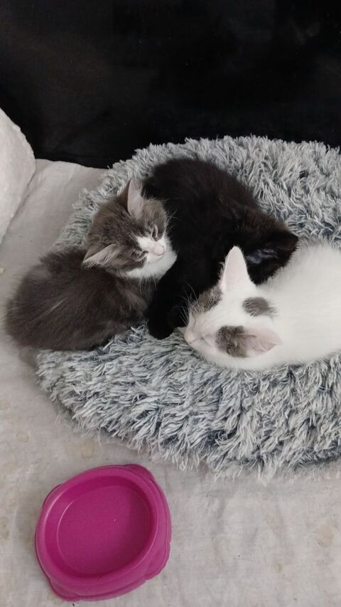 8 5adorables chatons recherchant une famille pour la vie . 0 95400 Villiers-le-bel