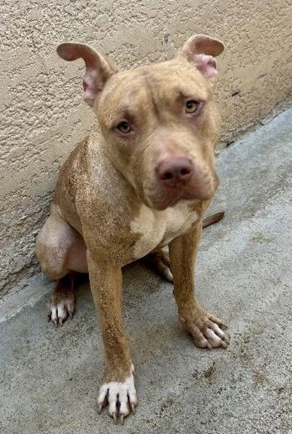   BEGONIA, chien type american bully, 1 an 