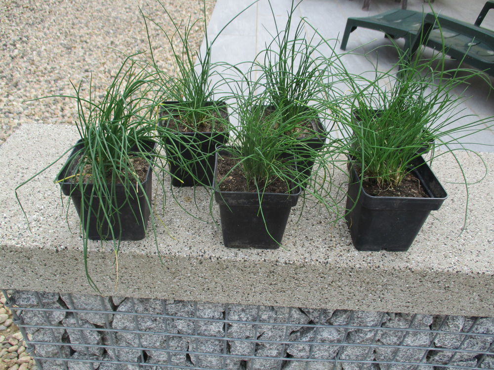 Ciboulettes Jardin