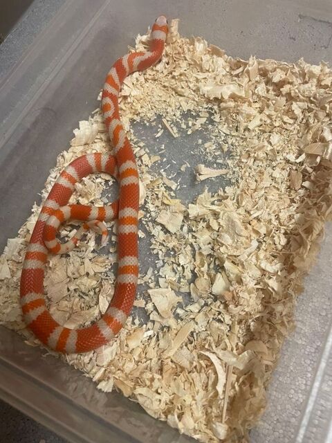 Serpent lampropeltis tangerine albinos 60 30000 Nmes