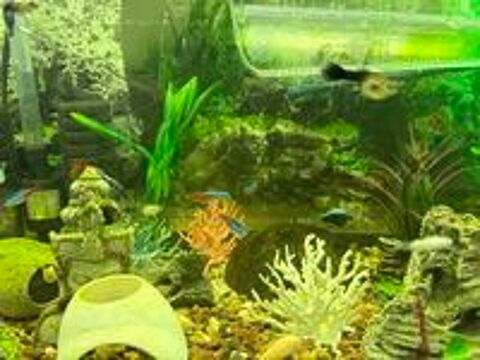   Guppys Platys Mollys  