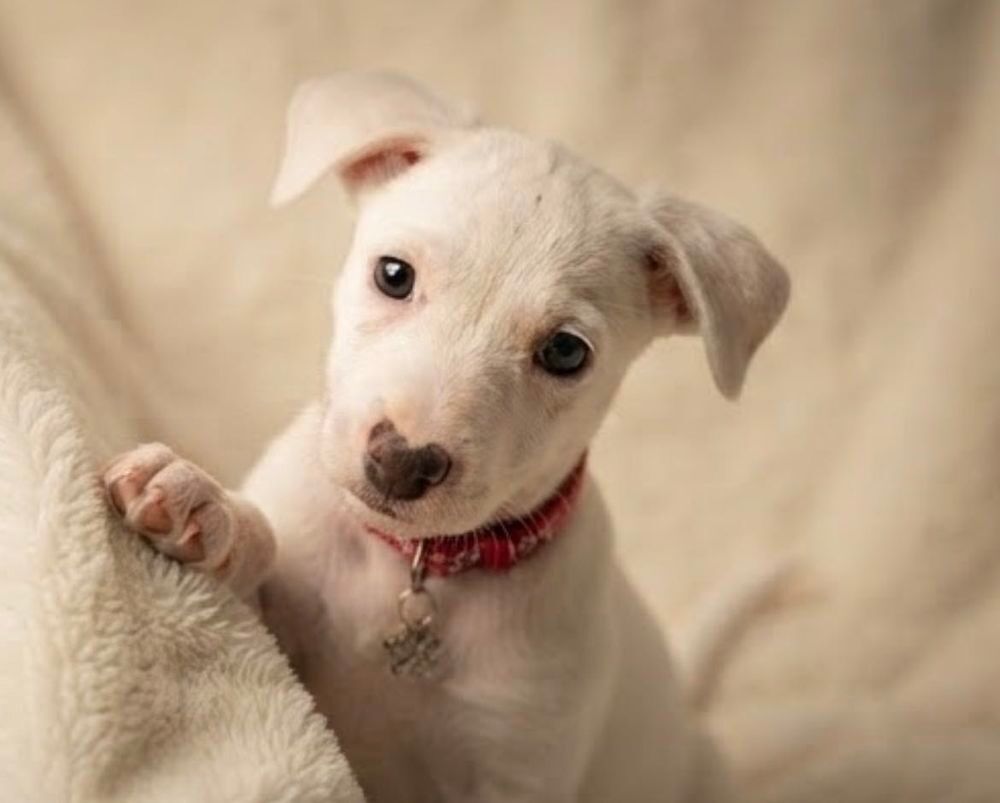 Magnifique chiot Jack Russel Puériculture