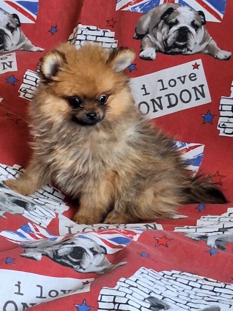 chiot spitz non lof 1200 64100 Bayonne