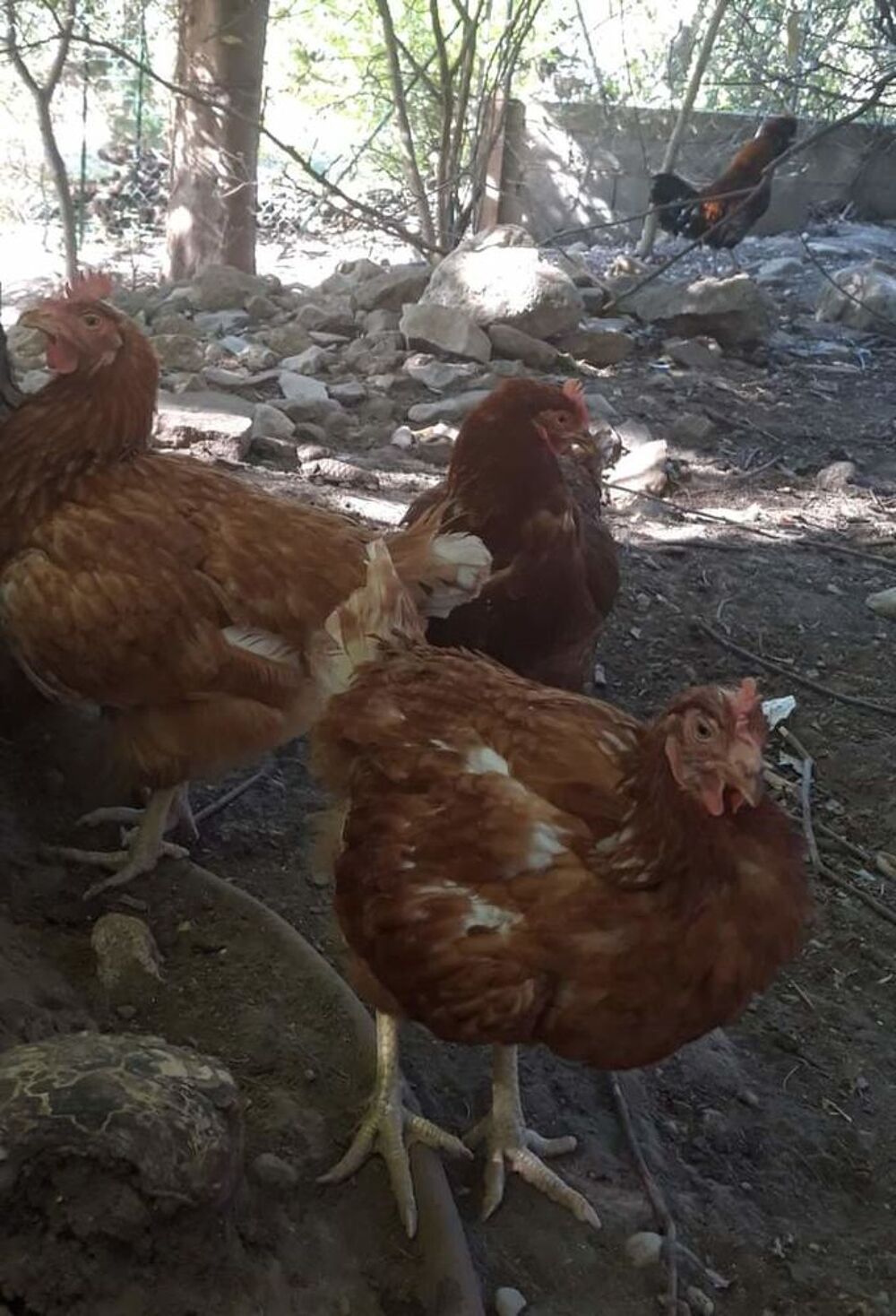   Jeunes poules rousses à adopter 