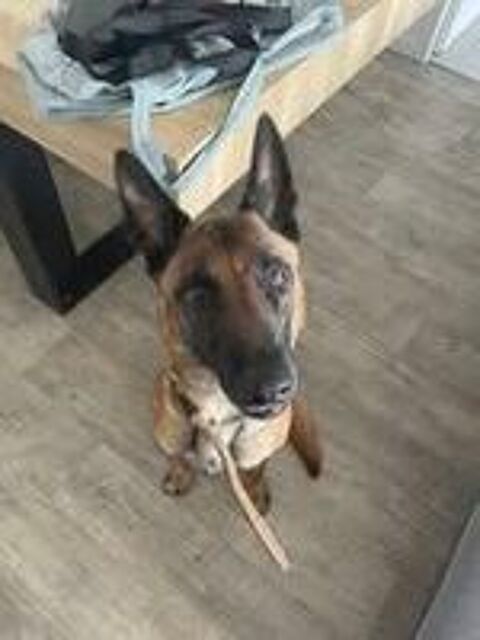   Chien SKY  l adoption 