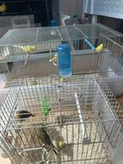   Canaris Raza  