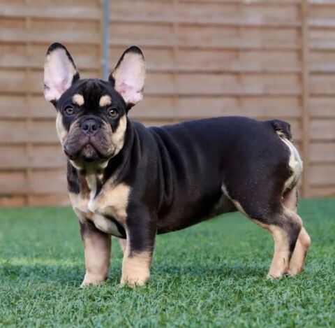 Magnifique chiot bouledogue fran&ccedil;ais m&acirc;le 2000 30920 Codognan